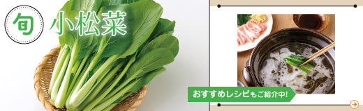 季節のおすすめ　小松菜