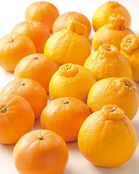 春の柑橘類