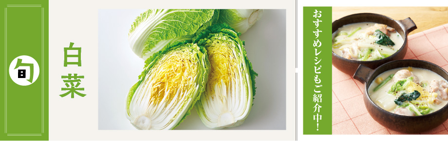 2025年12月の食材　 白菜 白菜