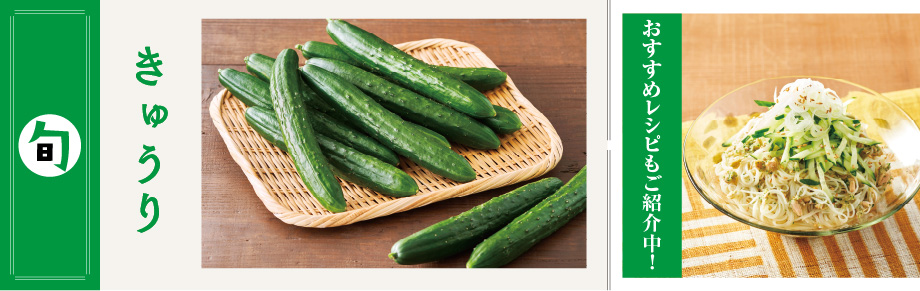 2025年6月の食材　 きゅうり きゅうり