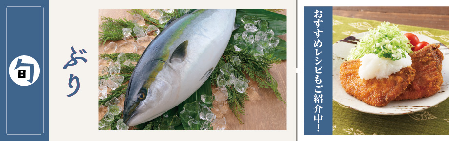 2025年12月旬の食材　ぶり ぶり