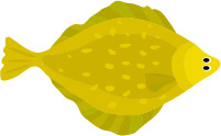 かれいの種類