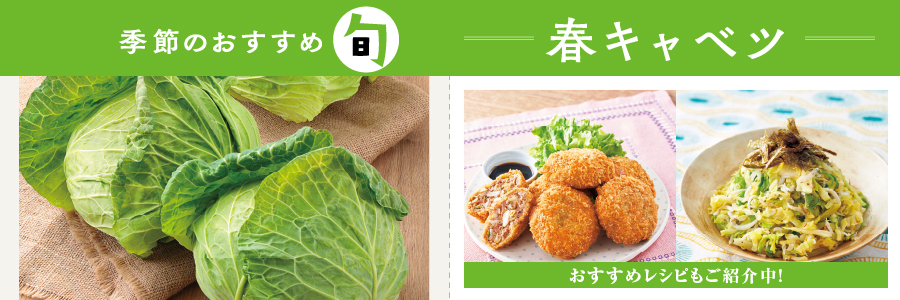 春キャベツ