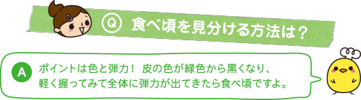 Q：食べ頃を見分ける方法は？　A：ポイントは色と弾力！皮の色が緑色から黒くなり、軽く握ってみて全体に弾力が出てきたら食べ頃ですよ。