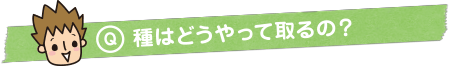 Q：種はどうやって取るの？