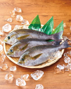 いさき 旬の食材 ダイエー ごはんがおいしくなるスーパー いさき 旬の食材 ダイエー ごはんがおいしくなるスーパー
