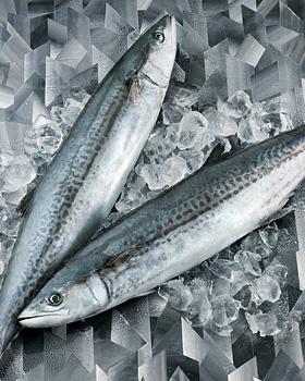 さわら 旬の食材 ダイエー ごはんがおいしくなるスーパー さわら 旬の食材 ダイエー ごはんがおいしくなるスーパー
