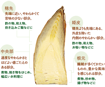 たけのこの部位別おすすめ料理