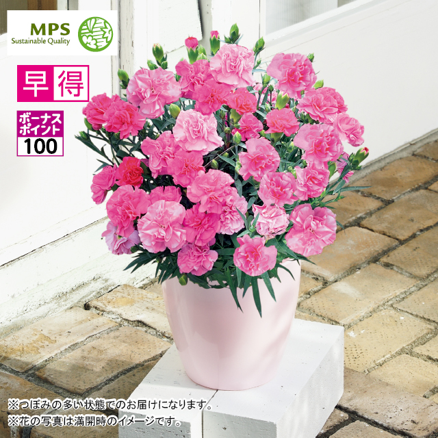 タカハシプランテーション カーネーション「ローズチャーム」（SUSTEE付）